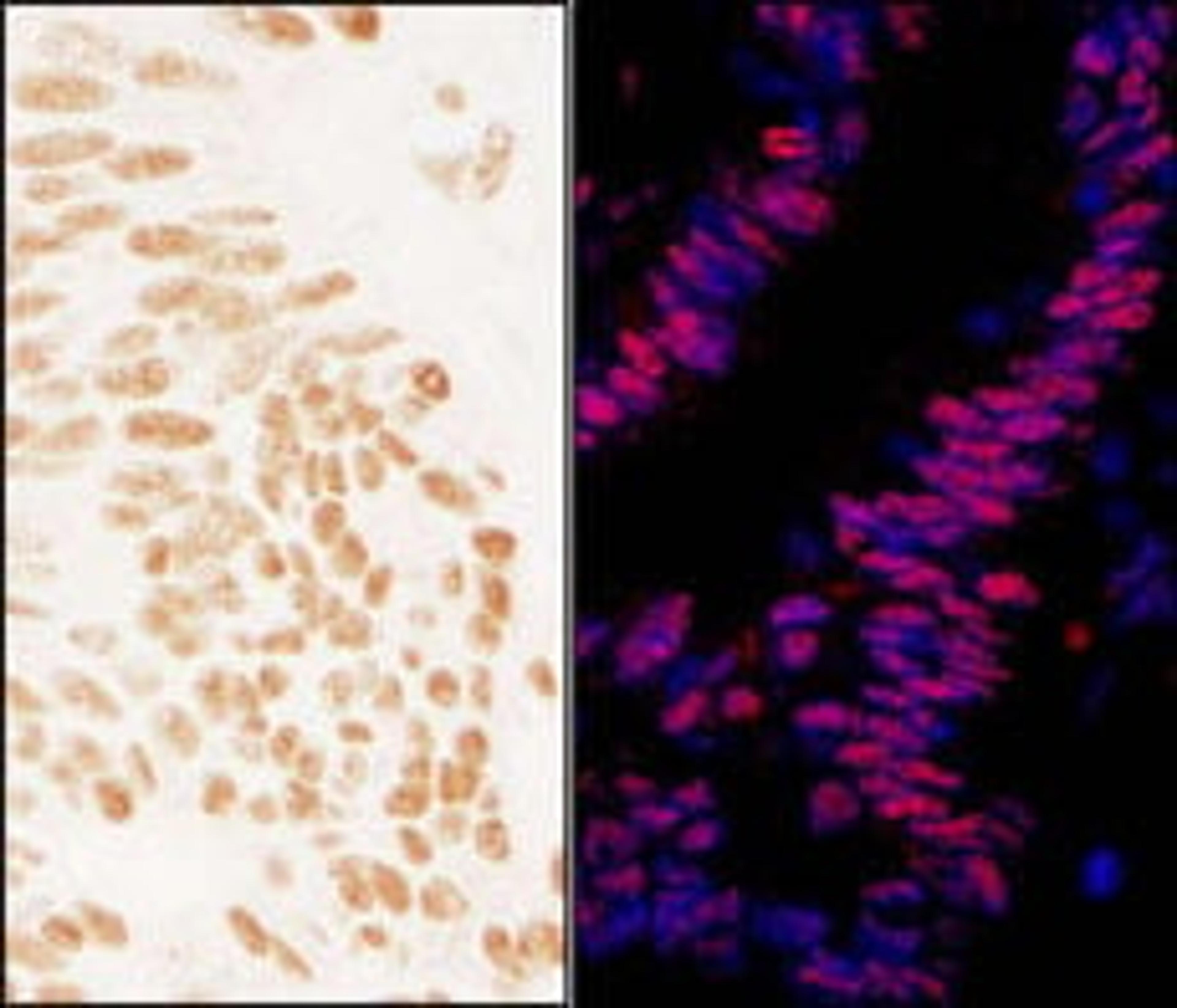 Detection of human ZNF326 by immunohistochemistry.