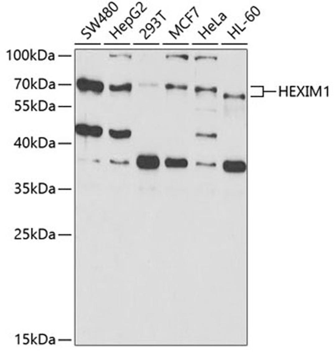 Western blot - HEXIM1 antibody (A5775)