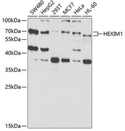 Western blot - HEXIM1 antibody (A5775)