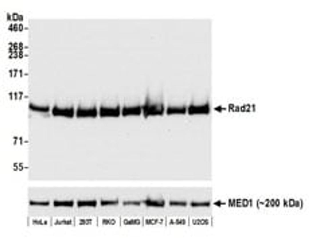 Detection of human Rad21 by western blot.