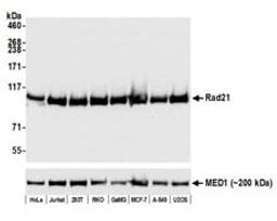 Detection of human Rad21 by western blot.