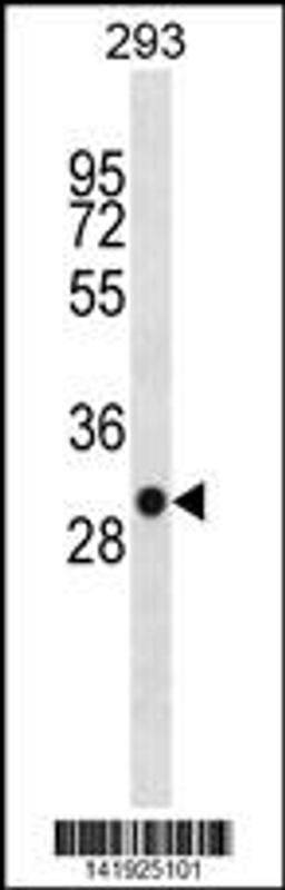 Western blot analysis in 293 cell line lysates (35ug/lane).