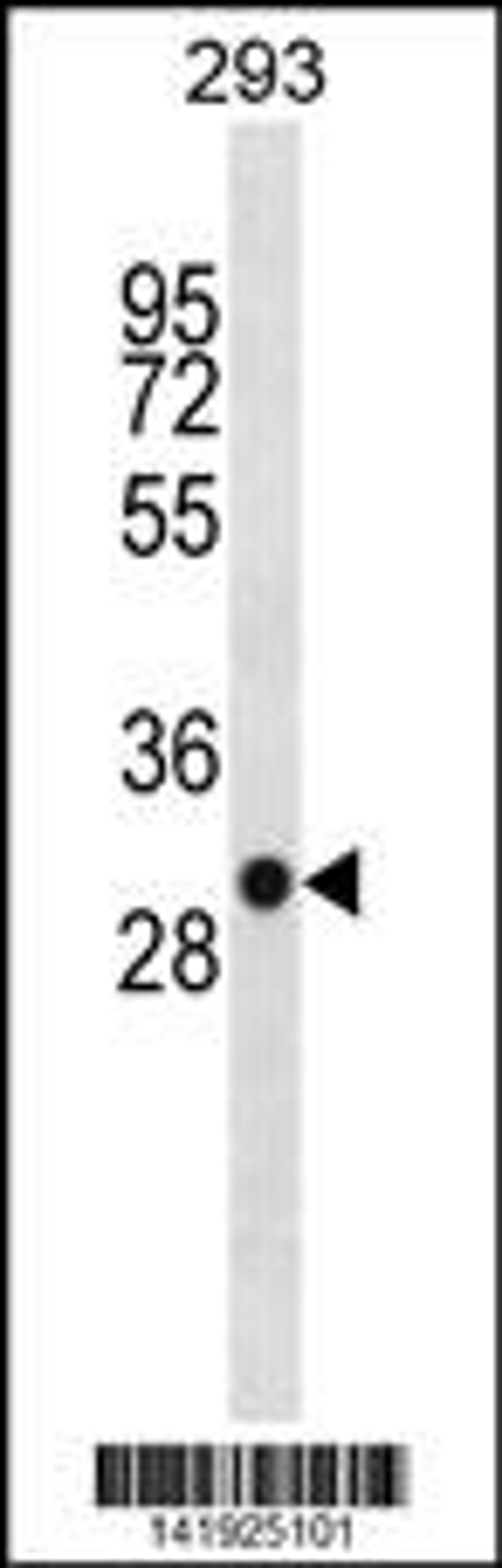 Western blot analysis in 293 cell line lysates (35ug/lane).