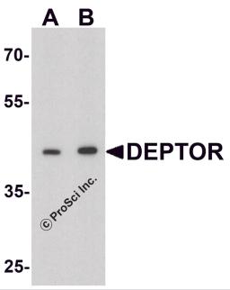 Western blot analysis of DEPTOR in mouse liver tissue lysate with DEPTOR antibody at (A) 1 and (B) 2 &#956;g/ml.