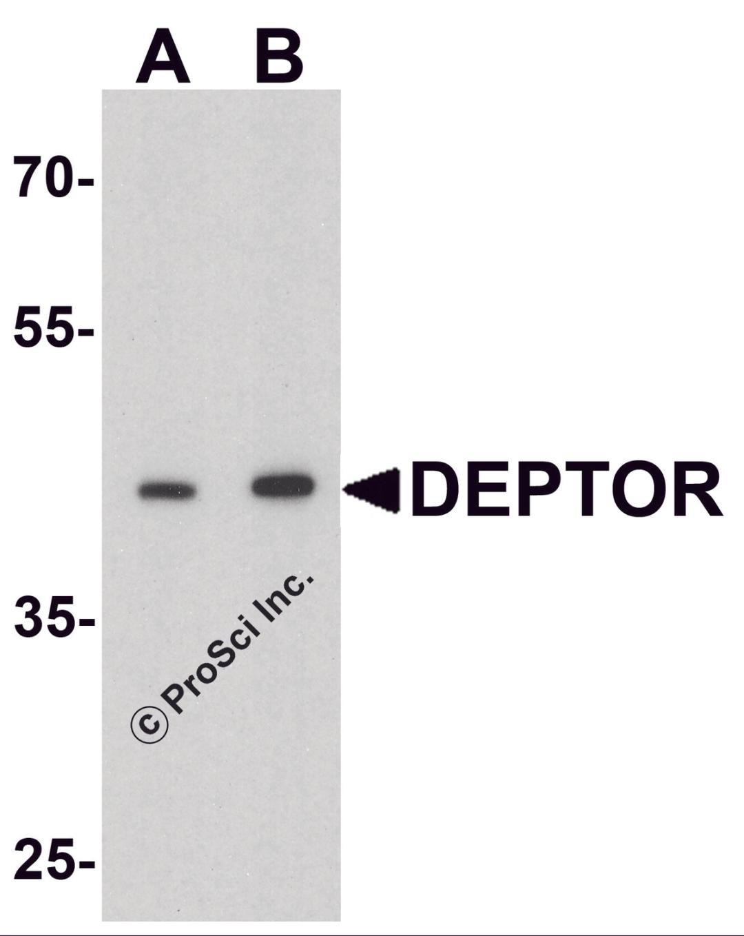 Western blot analysis of DEPTOR in mouse liver tissue lysate with DEPTOR antibody at (A) 1 and (B) 2 μg/ml.