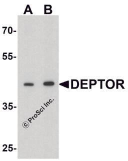 Western blot analysis of DEPTOR in mouse liver tissue lysate with DEPTOR antibody at (A) 1 and (B) 2 μg/ml.