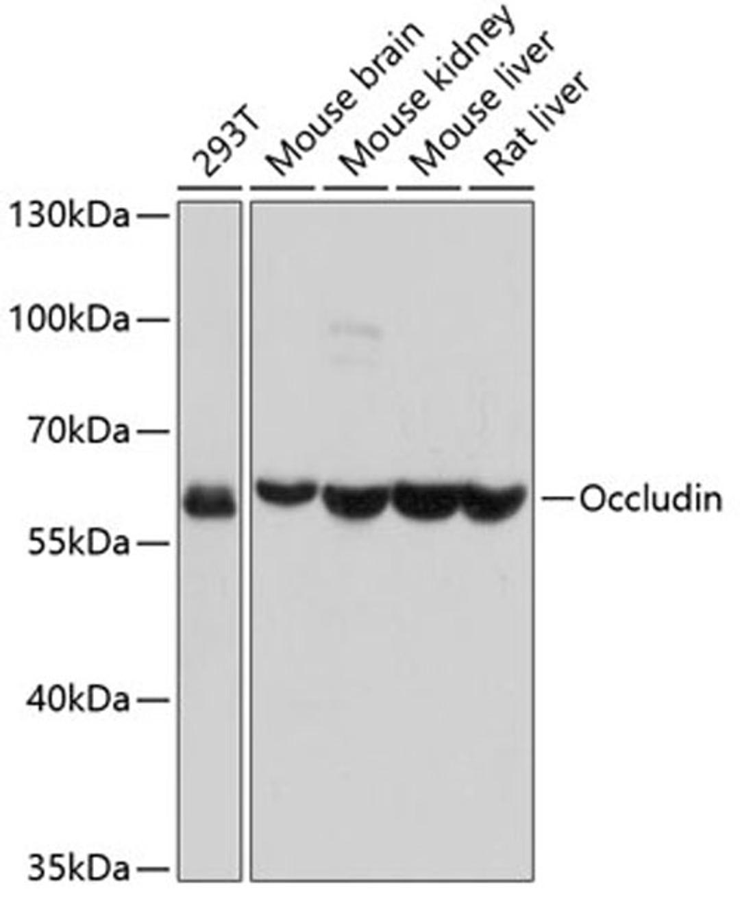 Western blot - Occludin antibody (A2601)