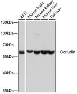 Western blot - Occludin antibody (A2601)