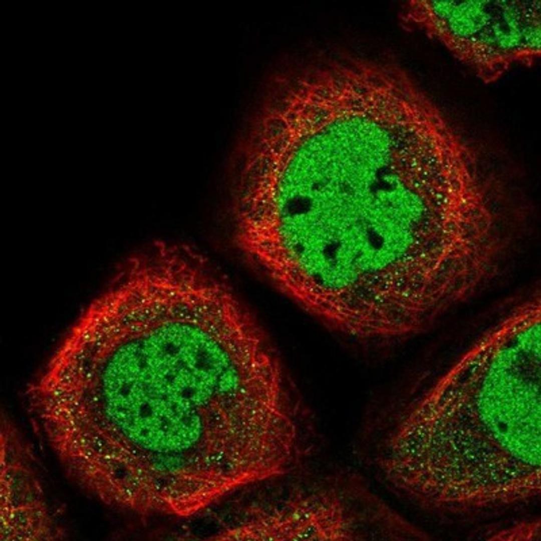 Immunocytochemistry/Immunofluorescence: EMI1 Antibody [NBP1-84850] - Staining of human cell line A-431 shows positivity in nucleus but not nucleoli.