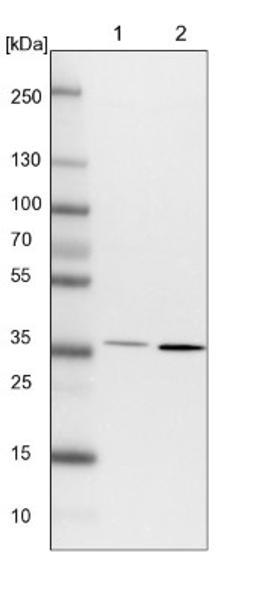 Western Blot: FRYL Antibody [NBP1-94071] - Lane 1: NIH-3T3 cell lysate (Mouse embryonic fibroblast cells)<br/>Lane 2: NBT-II cell lysate (Rat Wistar bladder tumour cells)