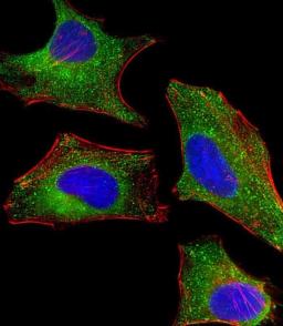 Immunofluorescent analysis of 4% paraformaldehyde-fixed, 0. 1% Triton X-100 permeabilized HeLa (human cervical epithelial adenocarcinoma cell line) cells labeling Pdx1 with antibody at 1/25 dilution, followed by Dylight 488-conjugated goat anti-rabbit IgG