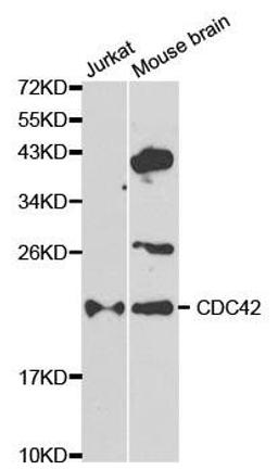 Western blot analysis of extracts of various cell lines using CDC42 antibody