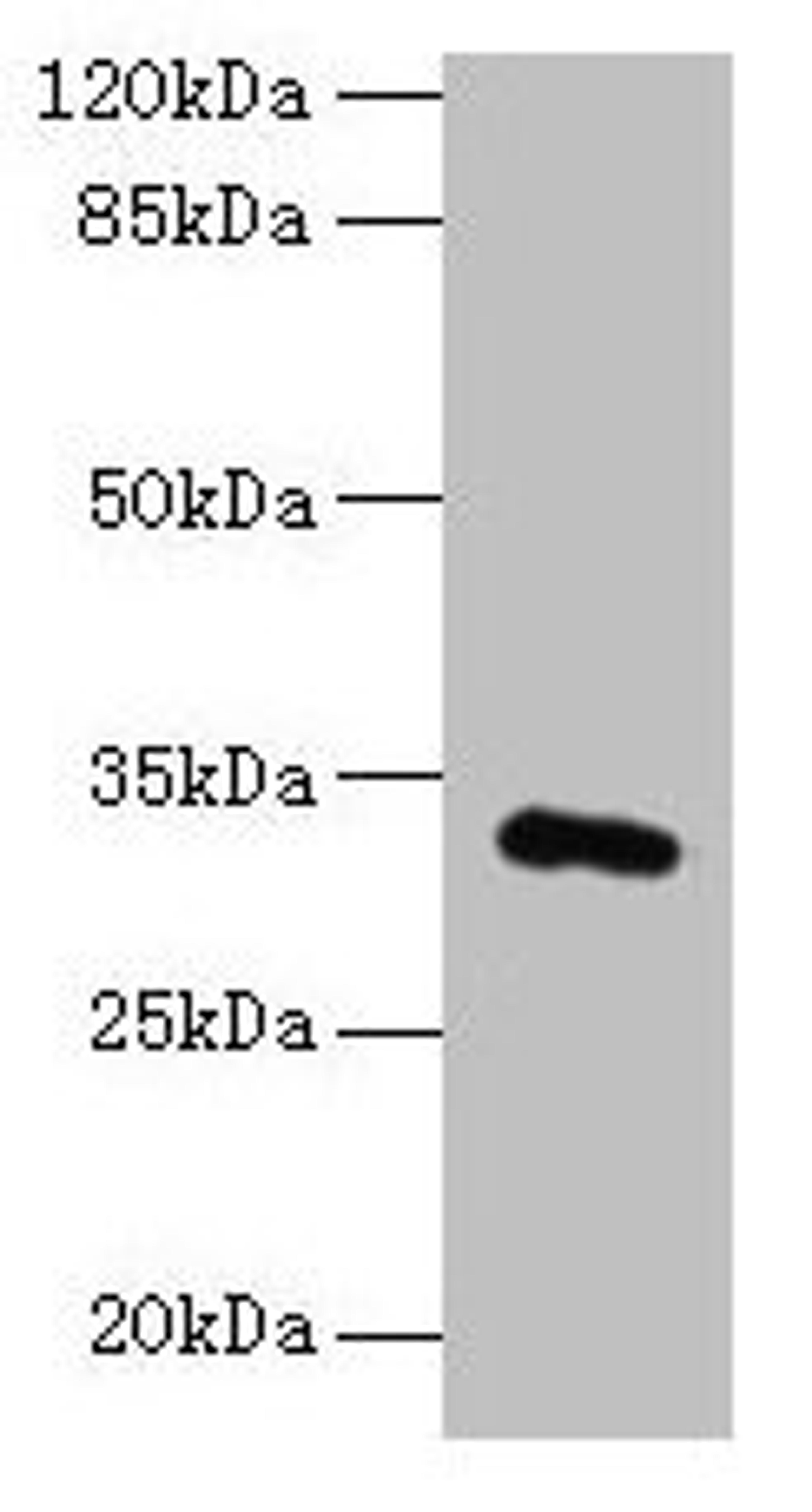 Western blot. All lanes: FAM78A antibody at 0.2µg/ml + HepG2 whole cell lysate. Secondary. Goat polyclonal to rabbit IgG at 1/10000 dilution. Predicted band size: 32 kDa. Observed band size: 32 kDa