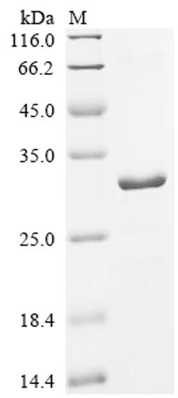 (Tris-Glycine gel) Discontinuous SDS-PAGE (reduced) with 5% enrichment gel and 15% separation gel.