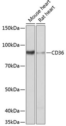 Western blot - CD36 antibody (A19016)