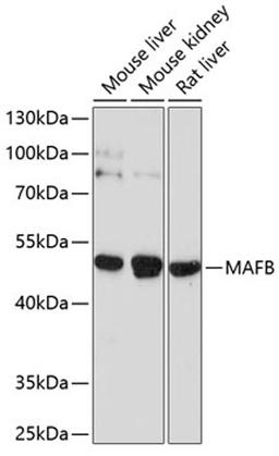 Western blot - MAFB antibody (A10077)