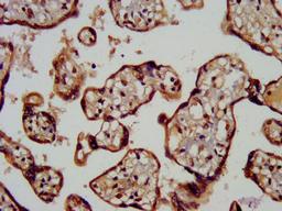 IHC image of CSB-PA013560LA01HU diluted at 1:200 and staining in paraffin-embedded human placenta tissue performed on a Leica BondTM system. After dewaxing and hydration, antigen retrieval was mediated by high pressure in a citrate buffer (pH 6.0). Section was blocked with 10% normal goat serum 30min at RT. Then primary antibody (1% BSA) was incubated at 4°C overnight. The primary is detected by a biotinylated secondary antibody and visualized using an HRP conjugated SP system.