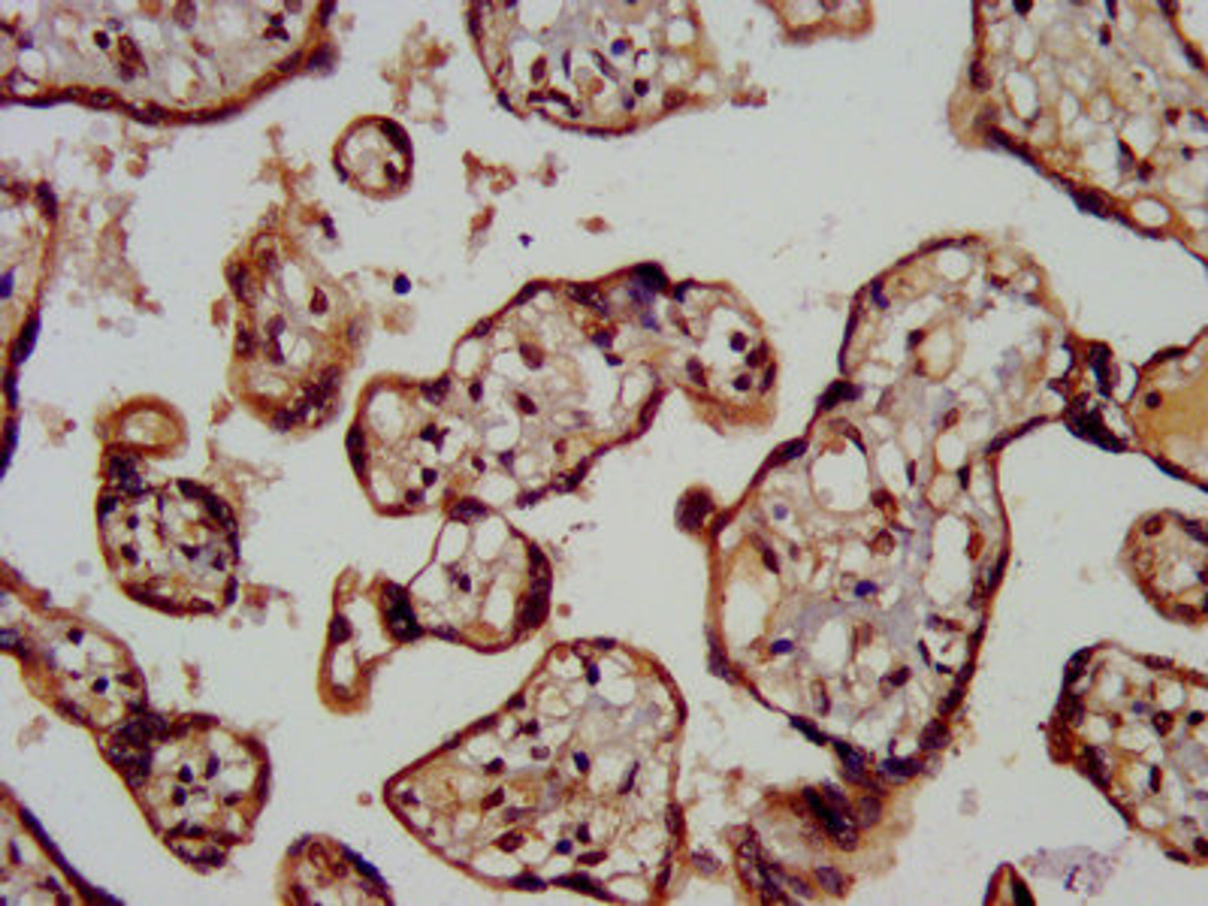 IHC image of CSB-PA013560LA01HU diluted at 1:200 and staining in paraffin-embedded human placenta tissue performed on a Leica BondTM system. After dewaxing and hydration, antigen retrieval was mediated by high pressure in a citrate buffer (pH 6.0). Section was blocked with 10% normal goat serum 30min at RT. Then primary antibody (1% BSA) was incubated at 4°C overnight. The primary is detected by a biotinylated secondary antibody and visualized using an HRP conjugated SP system.