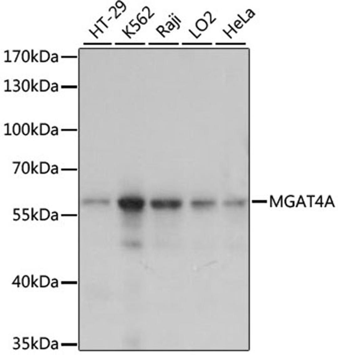 Western blot - MGAT4A antibody (A15401)