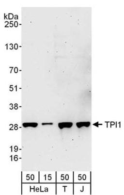 Detection of human TPI1 by western blot.