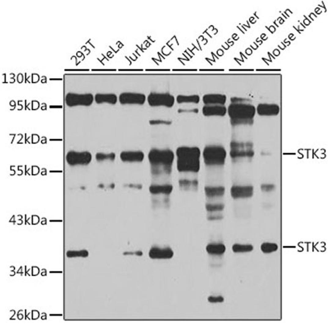 Western blot - STK3 antibody (A6992)