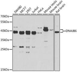 Western blot - DNAJB6 antibody (A7052)