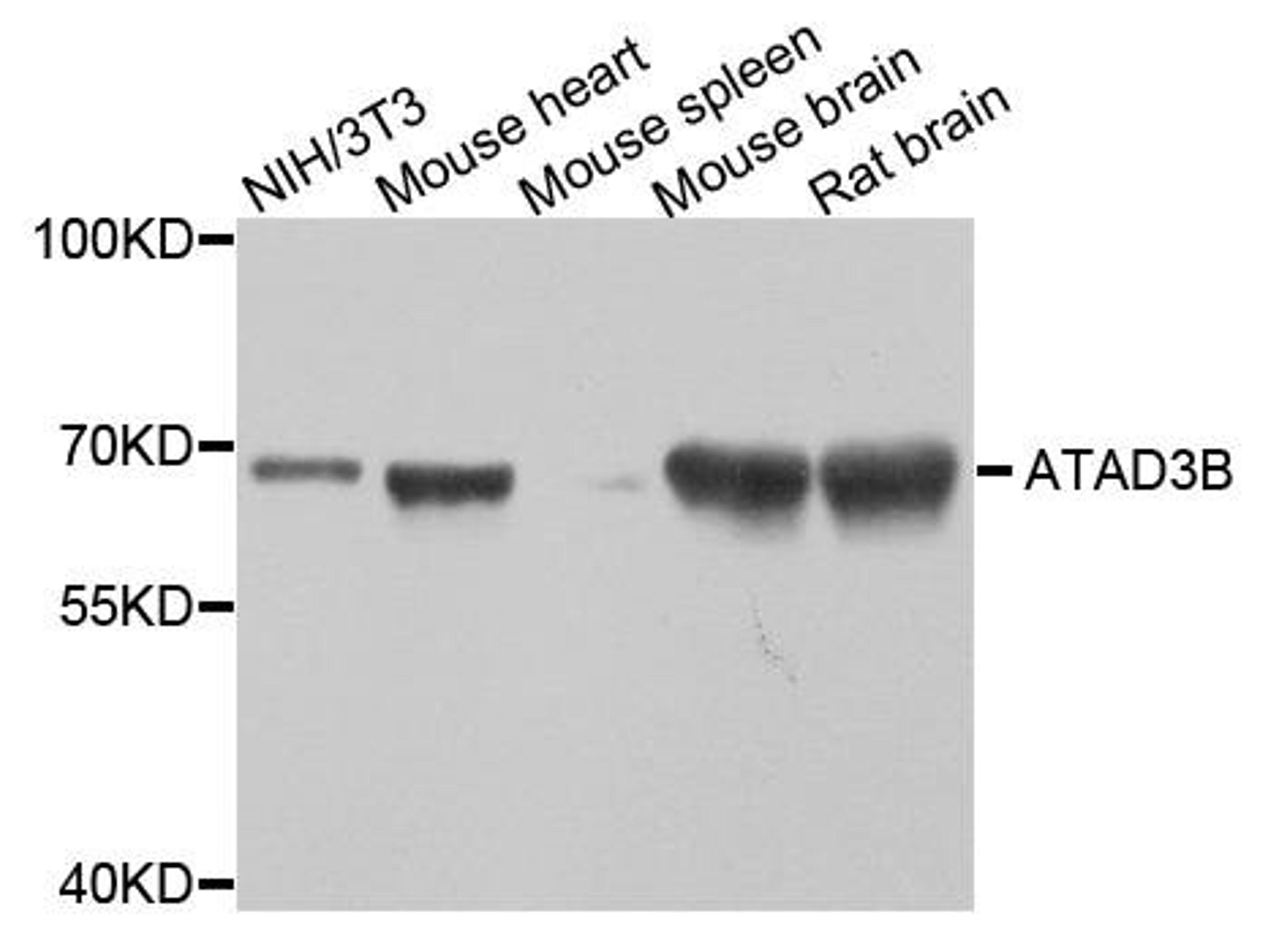 Western blot analysis of extract of various cells using ATAD3B antibody