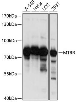 Western blot - MTRR antibody (A1462)