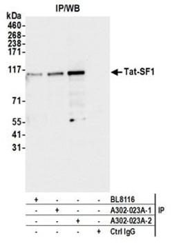 Detection of human Tat-SF1 by western blot of immunoprecipitates.