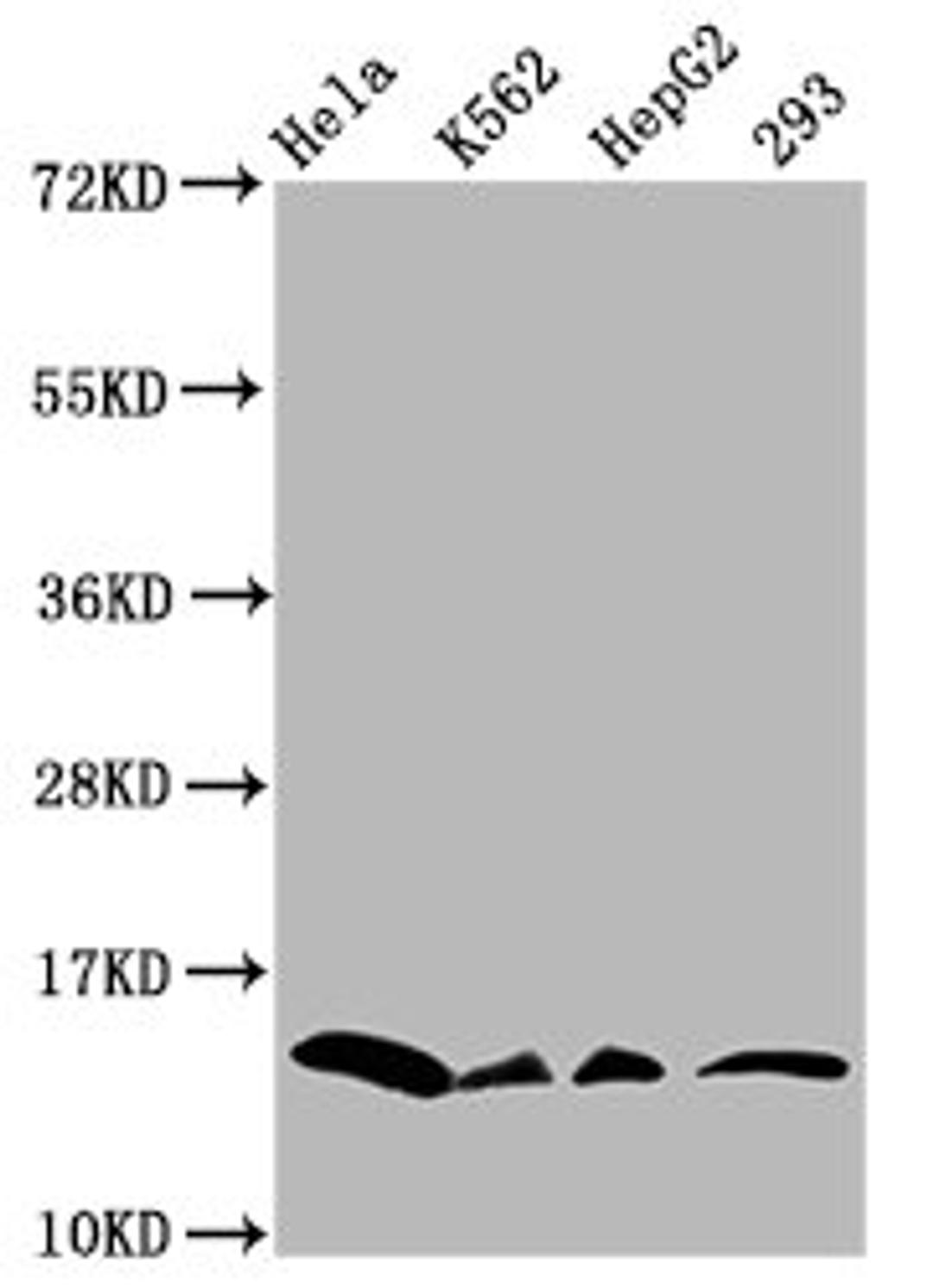 Western Blot. Positive WB detected in: Hela whole cell lysate, K562 whole cell lysate, HepG2 whole cell lysate, 293 whole cell lysate (all treated with 30mM sodium crotonylate for 4h). All lanes: HIST1H2BC antibody at 0.36µg/ml. Secondary. Goat polyclonal to rabbit IgG at 1/50000 dilution. Predicted band size: 14 kDa. Observed band size: 14 kDa