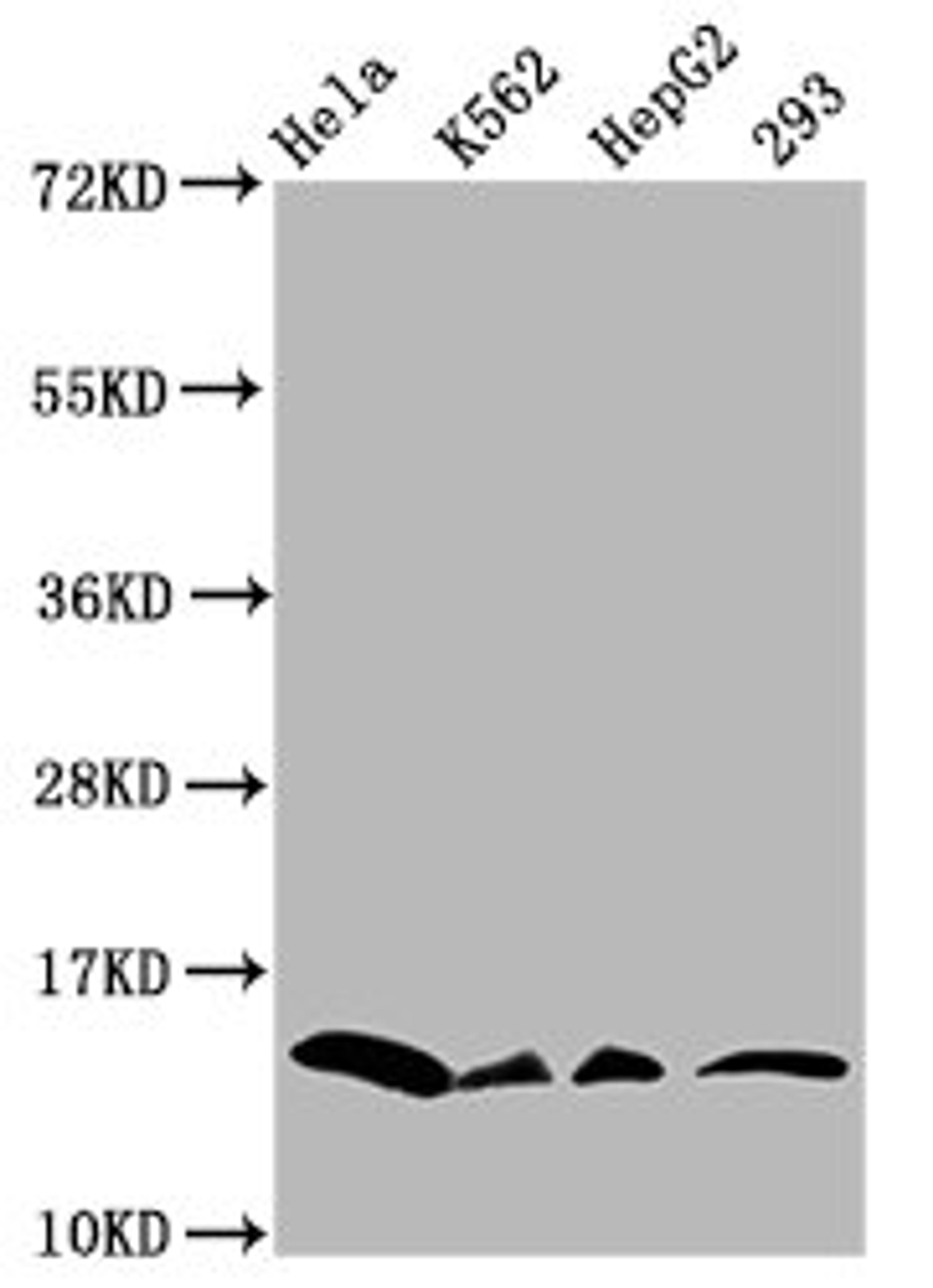 Western Blot. Positive WB detected in: Hela whole cell lysate, K562 whole cell lysate, HepG2 whole cell lysate, 293 whole cell lysate (all treated with 30mM sodium crotonylate for 4h). All lanes: HIST1H2BC antibody at 0.36µg/ml. Secondary. Goat polyclonal to rabbit IgG at 1/50000 dilution. Predicted band size: 14 kDa. Observed band size: 14 kDa