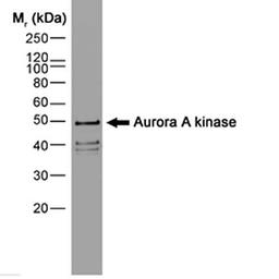 Recombinant Aurora kinase detected with Mouse anti Aurora-A kinase antibody by western blot