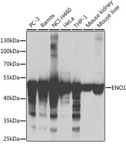 Western blot - ENO1 antibody (A1033)