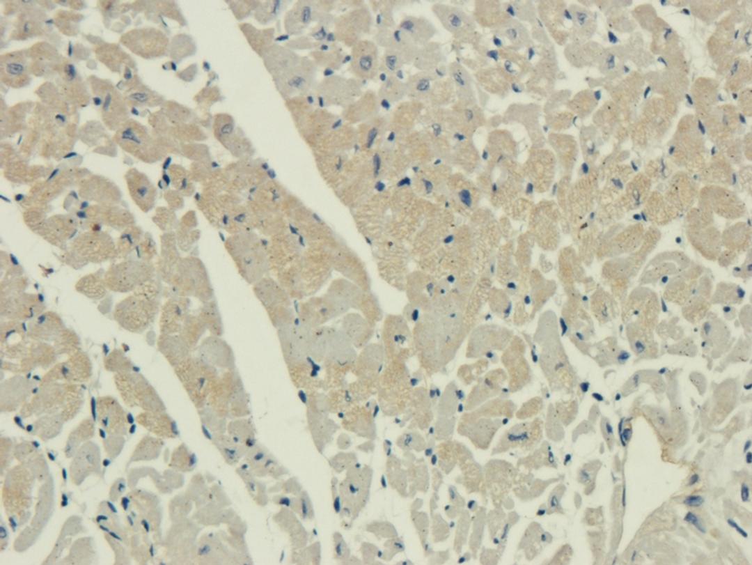 IHC-P image of guinea pig heart tissue using IL26 antibody (2.5 ug/ml)