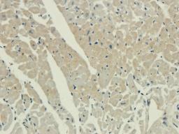 IHC-P image of guinea pig heart tissue using IL26 antibody (2.5 ug/ml)