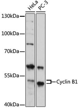 Western blot - Cyclin B1 antibody (A16800)