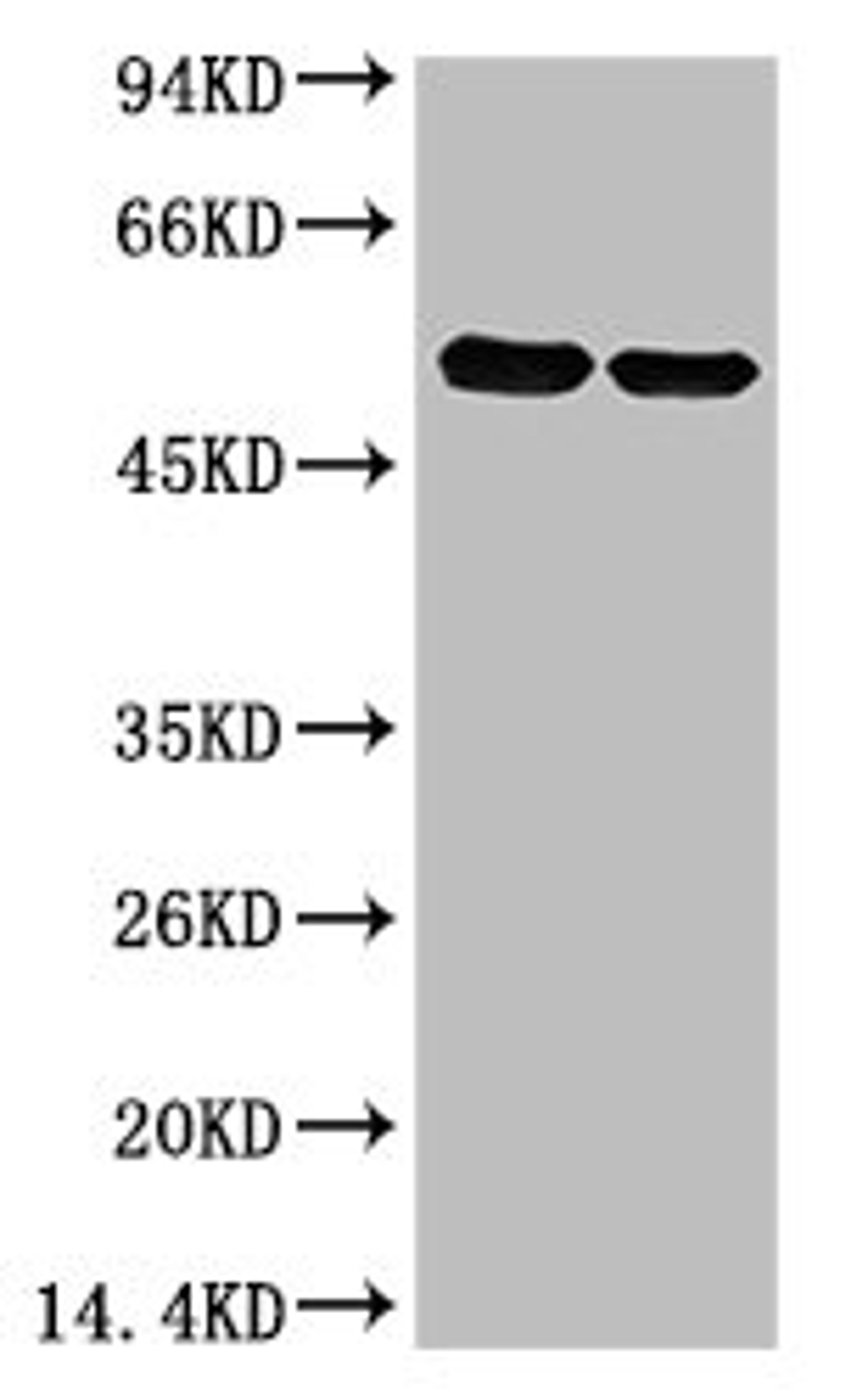 Western blot analysis of Arabidopsis with Rubisco(Large Chain) Mouse mAb diluted at 1)1:2,000;2)1:5,000