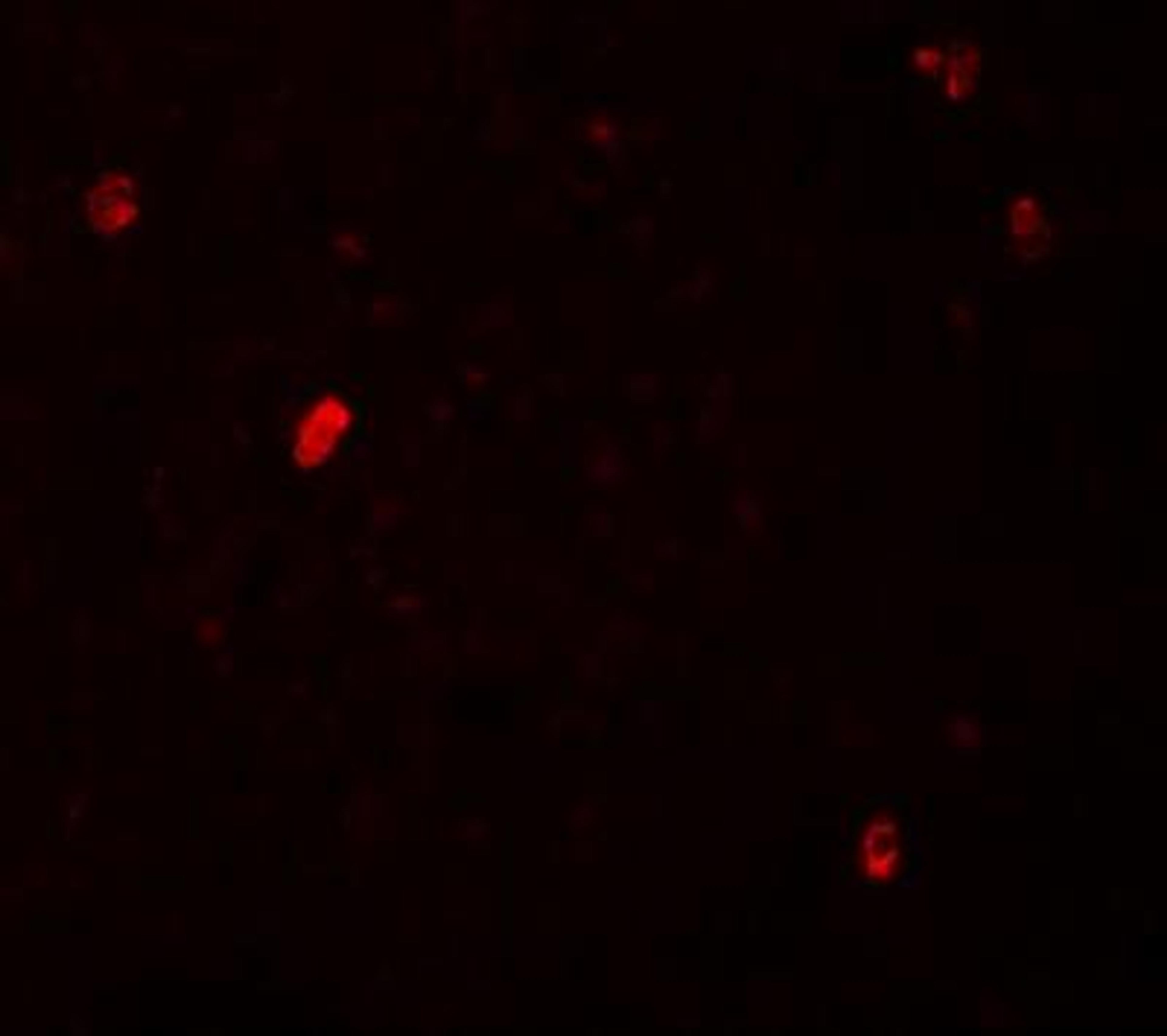 Immunocytochemistry/Immunofluorescence: FBXL16 Antibody [NBP1-76527] - Immunofluorescence of FBXL16 in human spleen tissue with FBXL16 antibody at 20 ug/mL.