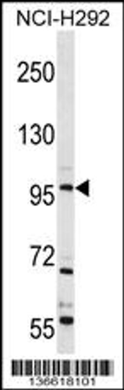 Western blot analysis in NCI-H292 cell line lysates (35ug/lane).