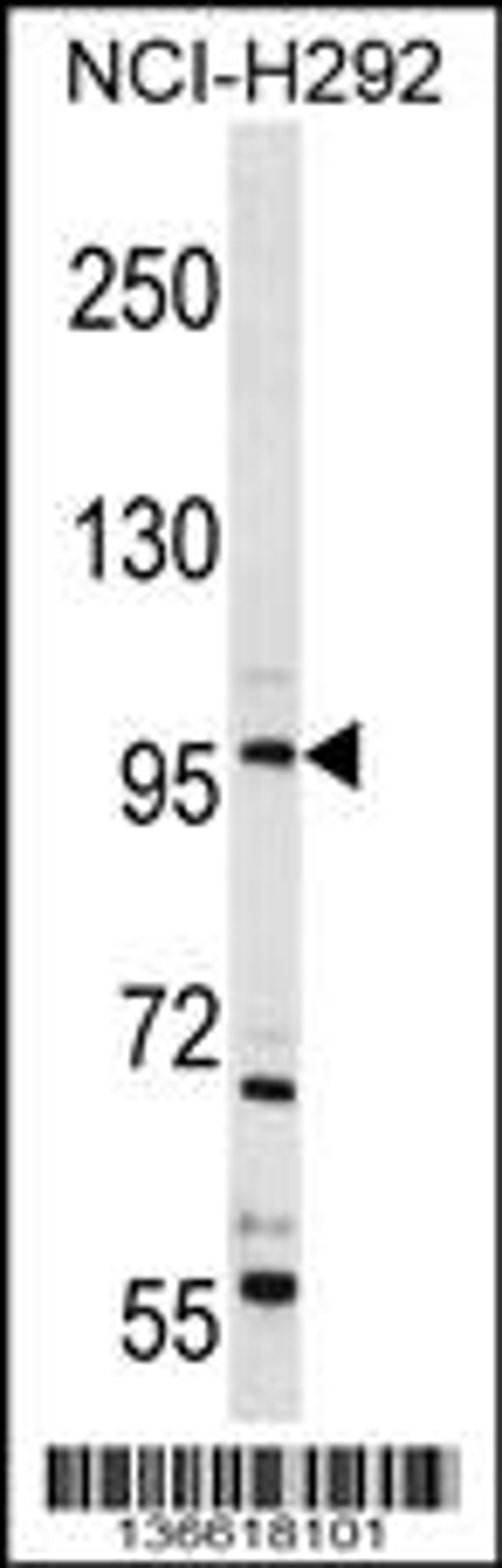 Western blot analysis in NCI-H292 cell line lysates (35ug/lane).