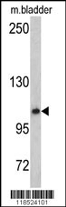 Western blot analysis of OGT antibody in mouse bladder tissue lysates (35ug/lane)