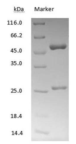 SN38 antibody on SDS-PAGE under reducing (R) condition. The purity of the protein is greater than 90%.