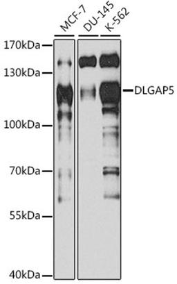 Western blot - DLGAP5 antibody (A13575)