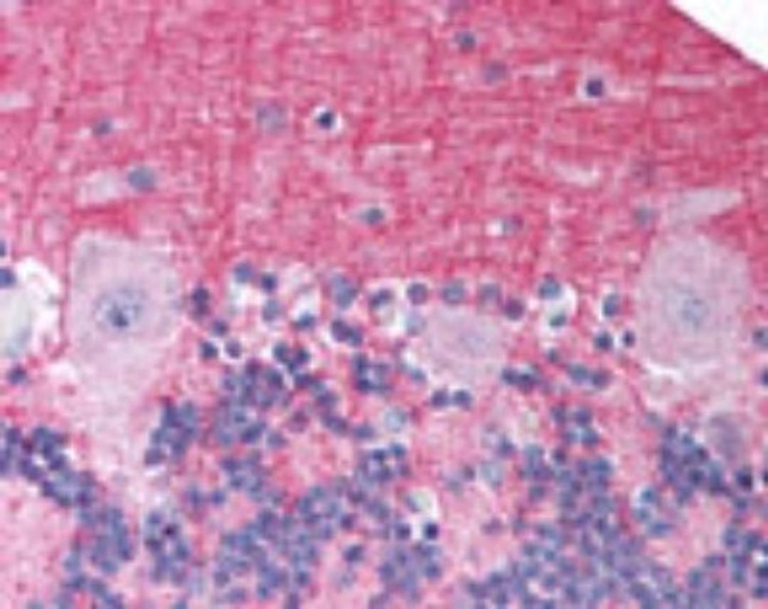 Immunohistochemistry-Paraffin: Neurotensin Receptor 2 Antibody [NB100-56472] - Analysis of human brain, cerebellum using this antibody at 10 ug/ml.