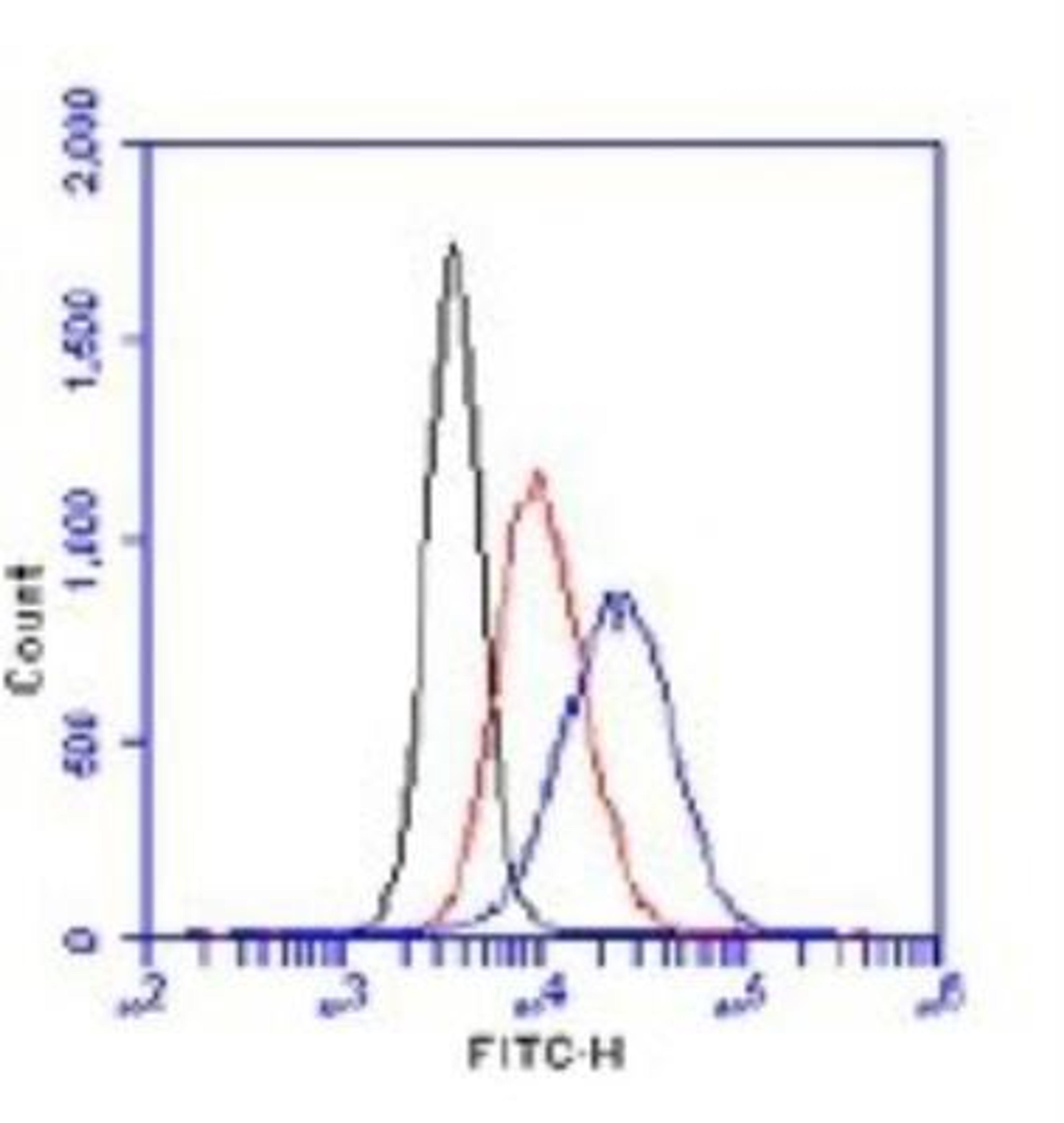 Flow Cytometry: gamma H2AX [p Ser139] Antibody [NB100-384] - Flow Cytometrical Analysis of gamma-H2AX in Etoposide Treated Jurkat Cells. Cells were treated for 3 hrs in 5ug/ml etoposide, fixed in 1.5% PFA, and permeabilized in 90% Methanol. 1 million cells were stained with 0.5 ug anti-KLH or anti-H2AX NB100-384 and secondary FITC-conjugated goat anti-rabbit (in a 150ul reaction). Black- etosposide treated, anti-KLH; Red- untreated, anti-gamma H2AX; Blue- etoposide treated , anti-gamma H2AX.