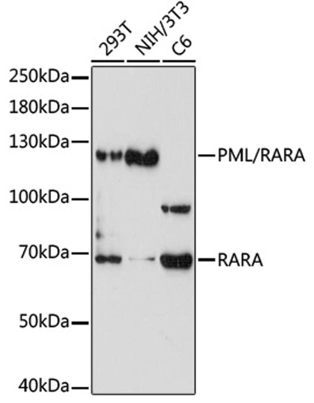 Western blot - PML/RARA antibody (A7525)