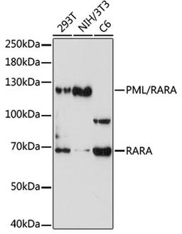 Western blot - PML/RARA antibody (A7525)