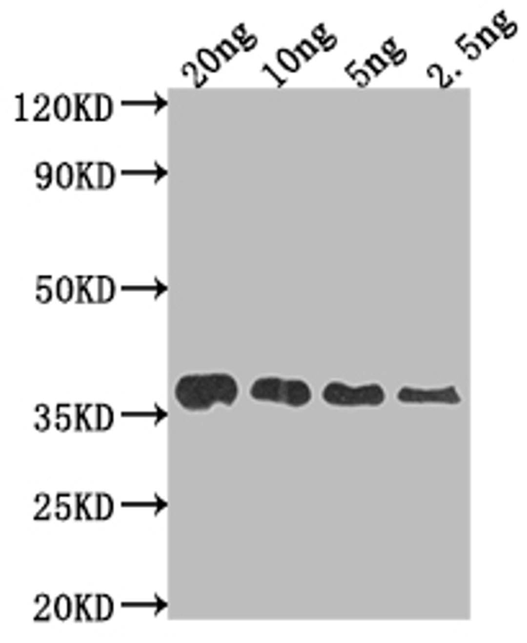 Western Blot. Positive WB detected in Recombinant protein. All lanes: F17a-A antibody at 1:2000. Secondary. Goat polyclonal to rabbit IgG at 1/50000 dilution. Predicted band size: 32.4 kDa. Observed band size: 38 kDa.