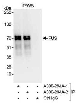 Detection of human FUS by western blot of immunoprecipitates.