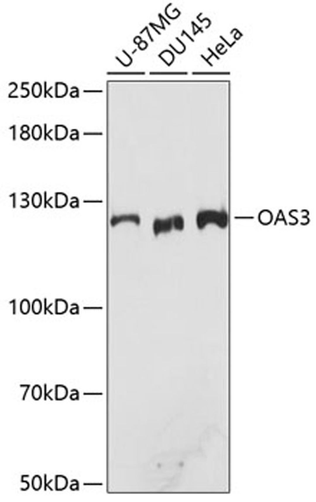 Western blot - OAS3 antibody (A9481)